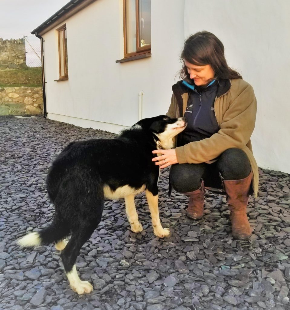 Donna collie dog