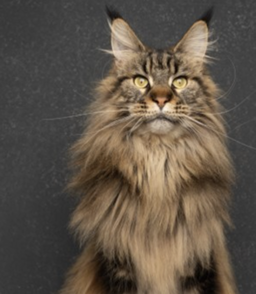 Image showing Vicki Adams', Joint Venture Partner at Dignipets, cat Malbec.