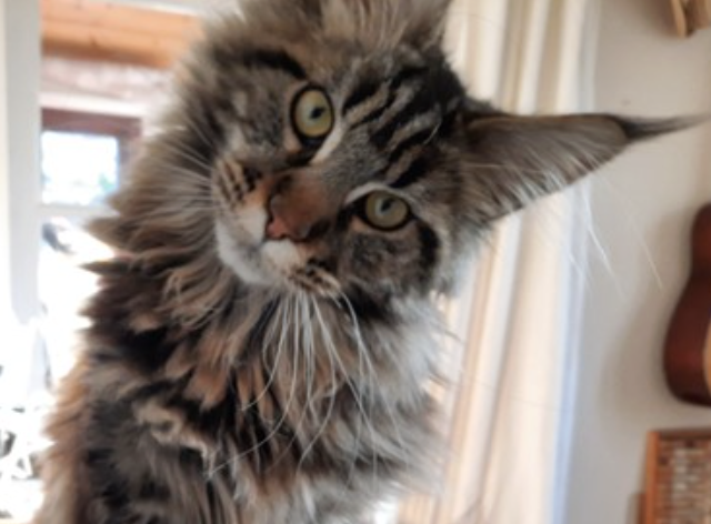 Image showing Vicki Adams', Joint Venture Partner at Dignipets, cat Malbec.