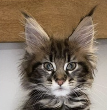 Image showing Vicki Adams', Joint Venture Partner at Dignipets, cat Malbec.